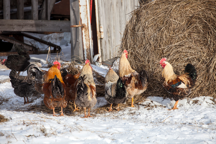 Top 5 Hardy Chicken Breeds for Cold Weather Climates