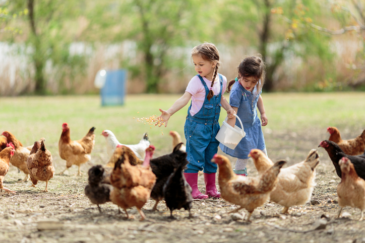 Why Chickens Make Perfect Family Pets
