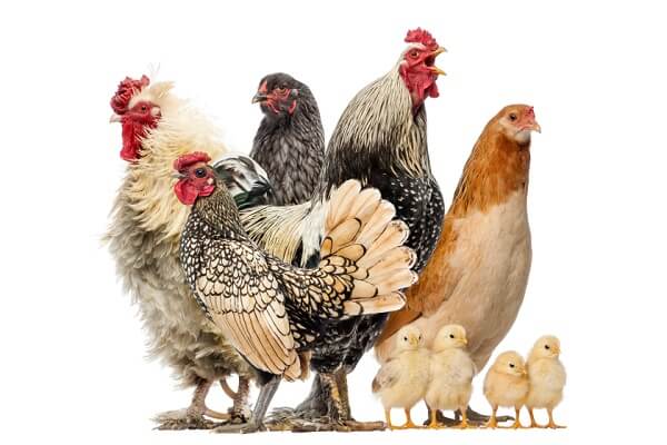 Fun facts you didn’t know about chickens – Part 1