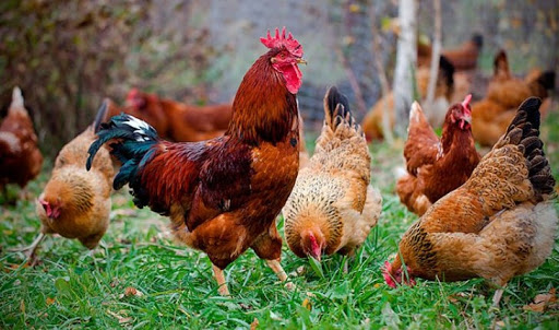 Fun facts you didn’t know about chickens – Part 2
