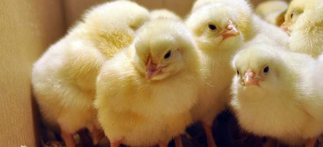 Keeping Chickens Helps Reduce Stress